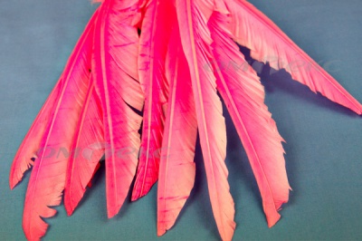 Декоративный Пучок из перьев, перо 25см/розовый - купить в Димитровграде. Цена: 14.40 руб.